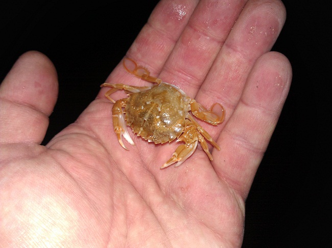 crab.jpg