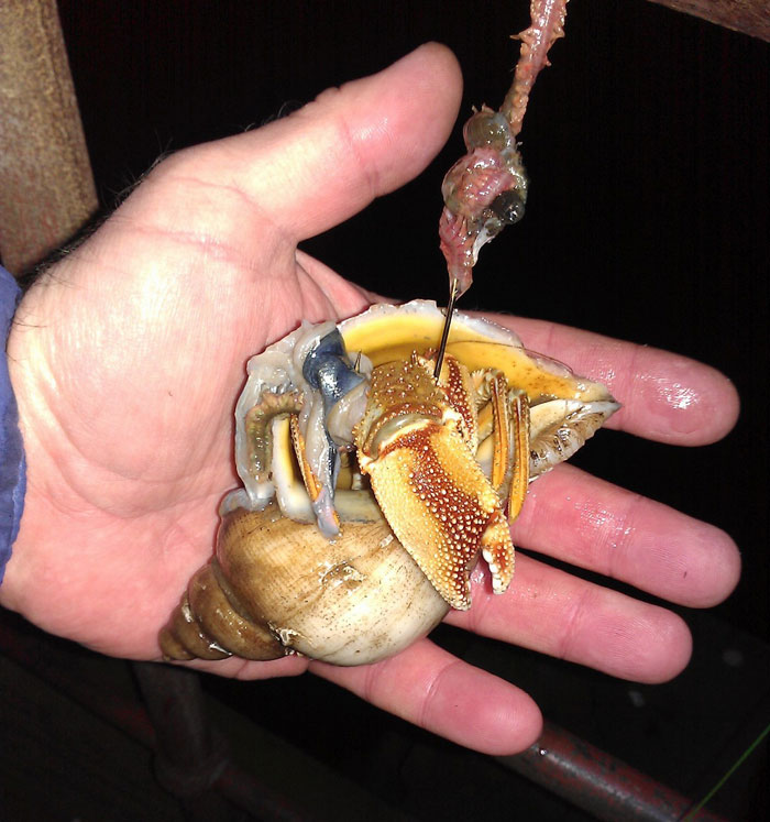 hermit-crab.jpg