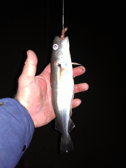 whiting.jpg